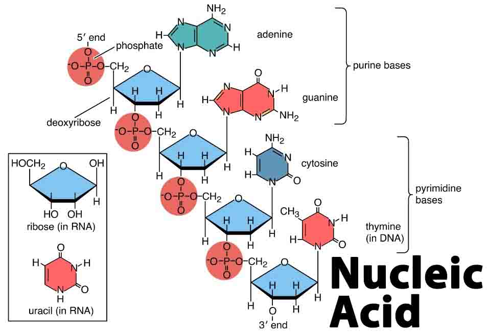 Nucleic Acid