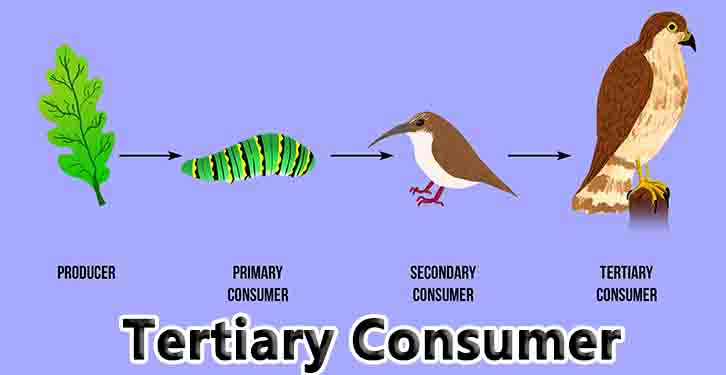 Tertiary Consumer